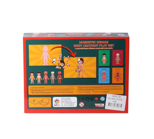 LC986 Manyetik Aktivite İnsan Anatomisi -Laço LC986 Manyetik Aktivite İnsan Anatomisi -Laço