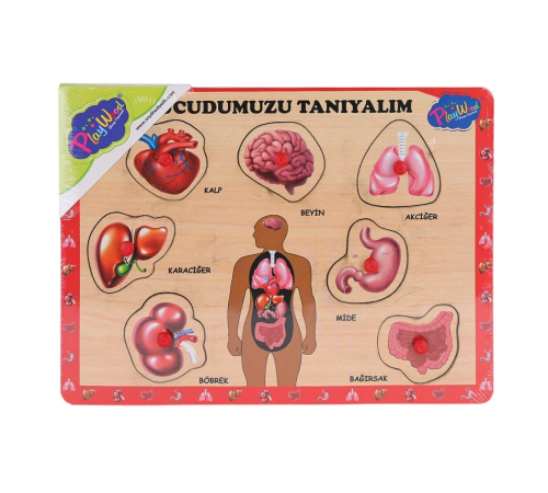 ONY-287 288 Ahşap Tutmalı Vücumuzu Tanıyalım -Onyıl Oyuncak ONY-287 288 Ahşap Tutmalı Vücumuzu Tanıyalım -Onyıl Oyuncak