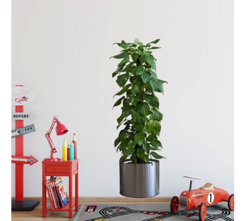 Saksılı Bitki Tasarımlı Yapışkanlı Sticker Resim 90*30 cm MC-665 Saksılı Bitki Tasarımlı Yapışkanlı Sticker Resim 90*30 cm MC-665