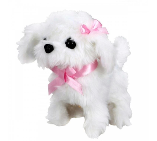 Sunman Sevimli Köpek Maltese Sunman Sevimli Köpek Maltese