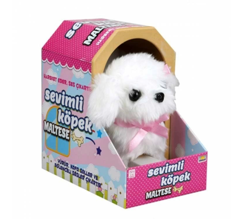 Sunman Sevimli Köpek Maltese Sunman Sevimli Köpek Maltese