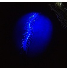 Şeffaf Renk Karanlıkta Parlayan Fosforlu Kırkayak 13 cm 1 Adet