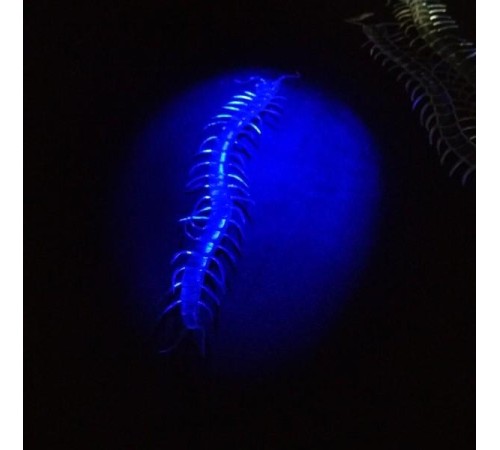 Şeffaf Renk Karanlıkta Parlayan Fosforlu Kırkayak 13 cm 1 Adet