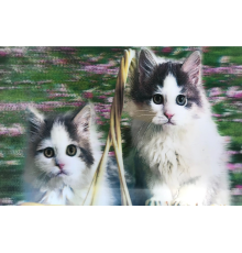 3 Boyutlu Resim  Sevimli Kediler İkili Kedi Resmi Tablosu 40x60 Cm