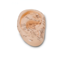 Akupunktur Kulak Modeli