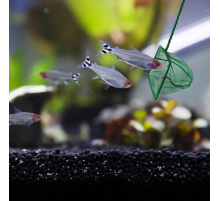 Akvaryum Balık Kepçesi 10 CM