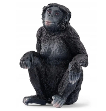 Bonobo