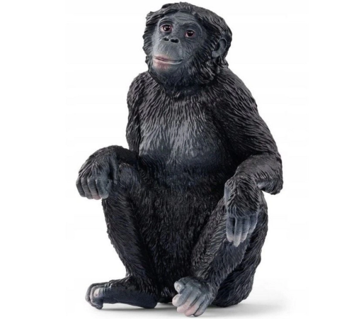 Bonobo