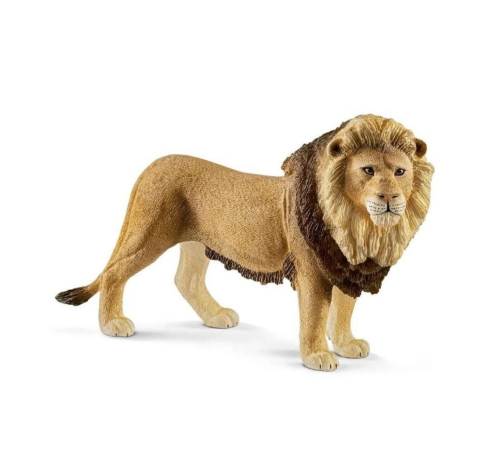 Erkek Aslan
