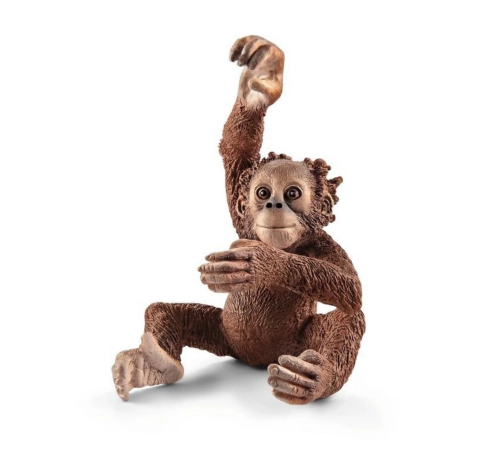 Yavru Orangutan