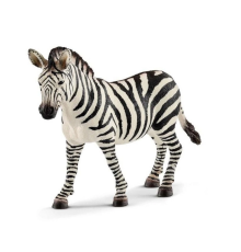 Dişi Zebra