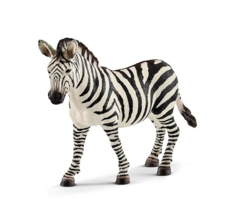 Dişi Zebra