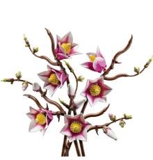 11510 Botanicals Manolya Dalları+18 yaş