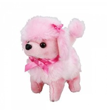 man Sevimli Köpek Poodle