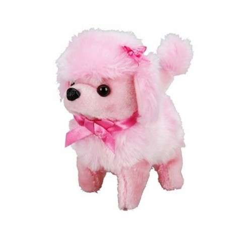 man Sevimli Köpek Poodle