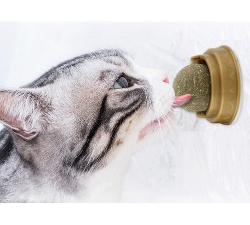 Kedi Otu Oyun Topu Kedi Otu Oyun Topu