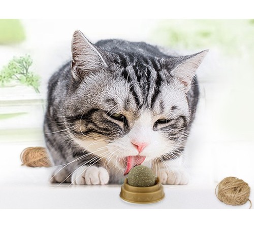 Kedi Otu Oyun Topu Kedi Otu Oyun Topu