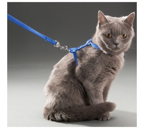 Kedi Boyun ve Göğüs Tasması Kedi Boyun ve Göğüs Tasması
