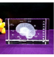 3D Kristal İnsan Beyni Modeli