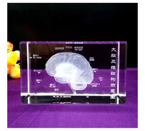 3D Kristal İnsan Beyni Modeli 3D Kristal İnsan Beyni Modeli
