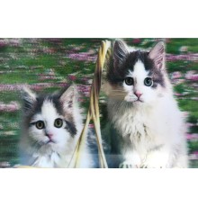 5D Elmas Boyama  mli Kediler İkili Kedi Resmi Tablosu 40x60 cm