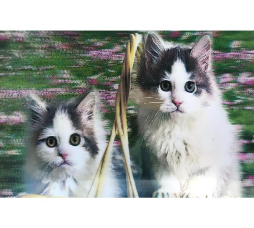 5D Elmas Boyama mli Kediler İkili Kedi Resmi Tablosu 40x60 cm 5D Elmas Boyama mli Kediler İkili Kedi Resmi Tablosu 40x60 cm
