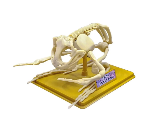 Kurbağa İskeleti Bilim Seti