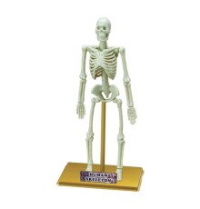 Bilim Seti : İnsan İskeleti
