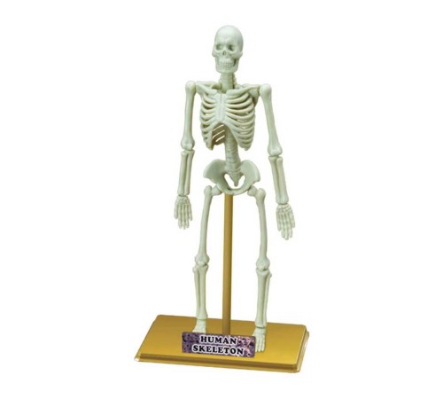 Bilim Seti : İnsan İskeleti