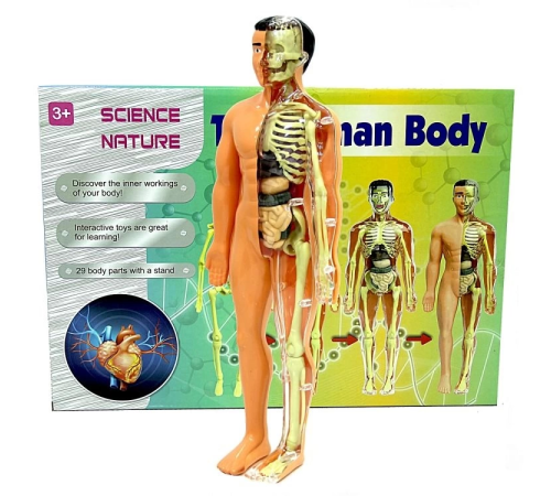 The Human Body İnsan Vücudu 3D Eğitim Seti 3302 The Human Body İnsan Vücudu 3D Eğitim Seti 3302
