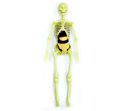 The Human Body İnsan Vücudu 3D Eğitim Seti 3302 The Human Body İnsan Vücudu 3D Eğitim Seti 3302