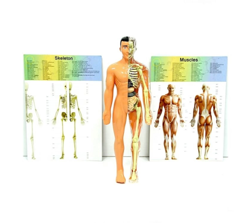 The Human Body İnsan Vücudu 3D Eğitim Seti 3302 The Human Body İnsan Vücudu 3D Eğitim Seti 3302