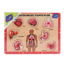 ONY-287 288 Ahşap Tutmalı Vücumuzu Tanıyalım -Onyıl Oyuncak