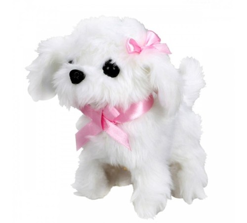 Sunman Sevimli Köpek Maltese Sunman Sevimli Köpek Maltese