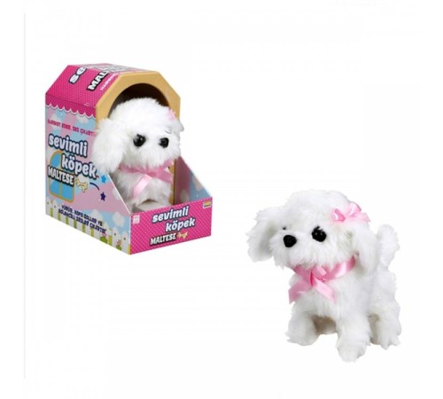 Sunman Sevimli Köpek Maltese Sunman Sevimli Köpek Maltese